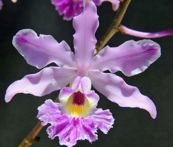 Cow-Horn Orchid