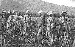 image of cleaning young cane on the sugar estate