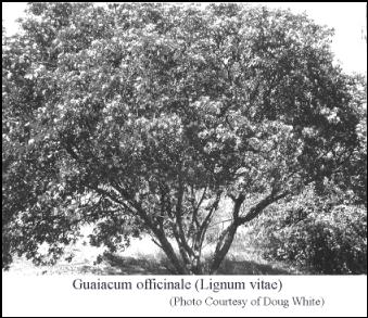 image of lignum vitae tree