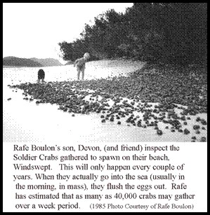 Photo of Soldier Crabs on the beach