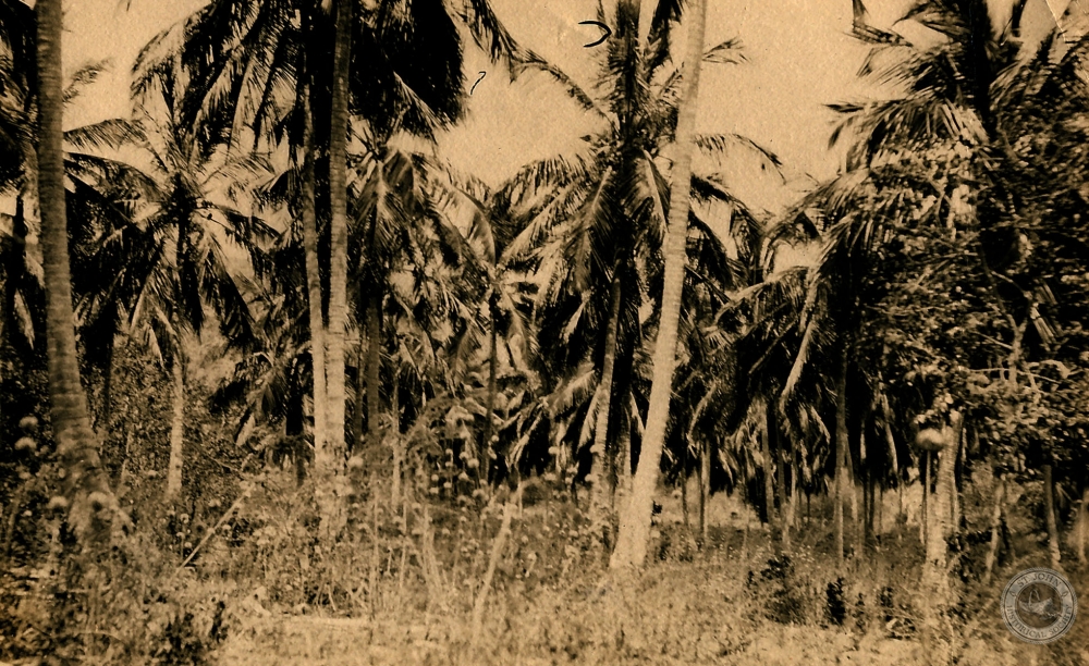 Coconut Plantation on North Side