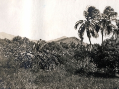Coconut and banana plantation