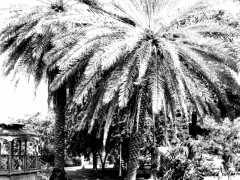 Gazibo in Emancipation Garden STT by Allan Rinehart 1936