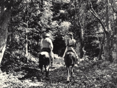 Horseback riding on St. John by Allan Rinehart 1936