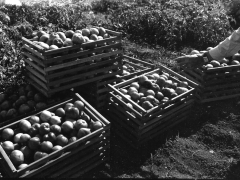 Tomato farming STX by Allan Rinehart 1936