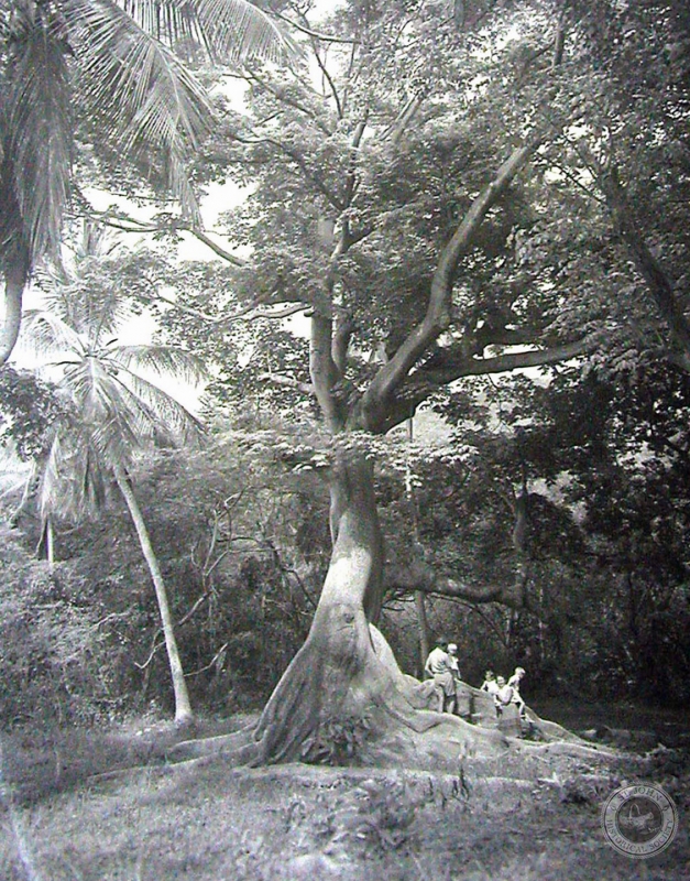Kapok Tree by Cinnamon Bay